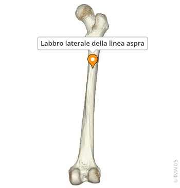 Linea laterale della Volvo V50