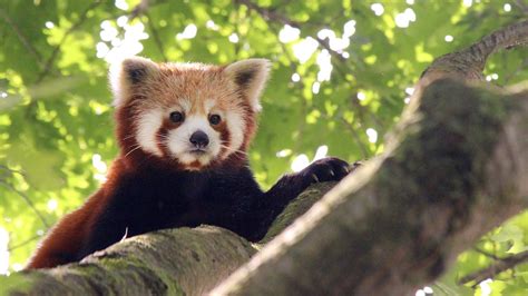 Illustrazione tassonomica del panda rosso con le sue caratteristiche distintive.