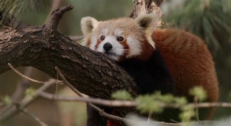 Primo piano del volto di un panda rosso che mostra la maschera facciale bianca e il naso nero.