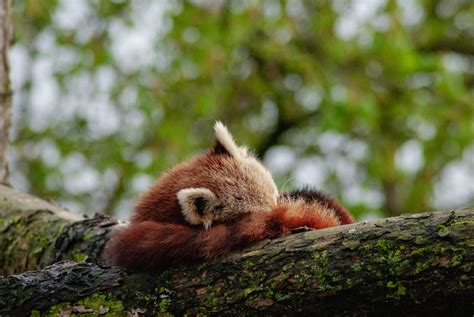 Un panda rosso che si riposa su un ramo di un albero, con la coda avvolta attorno al corpo.