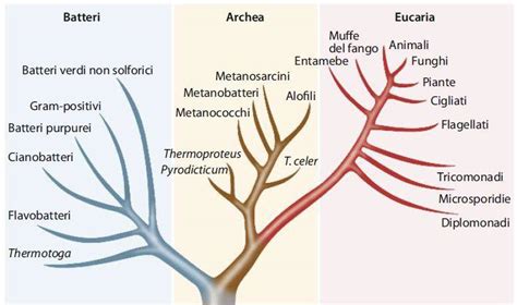 diagramma che illustra i tre domini del funzionamento adattivo e le loro interconnessioni