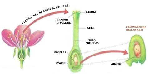 Schema della riproduzione sessuata di una pianta