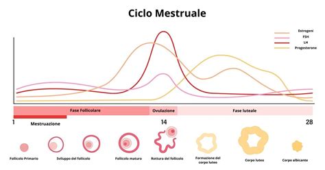 Schema che illustra le diverse fasi del ciclo di test WLTP