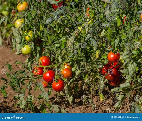 Campo di pomodori maturi