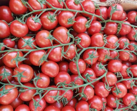 Varietà di pomodori ciliegino e midi plum
