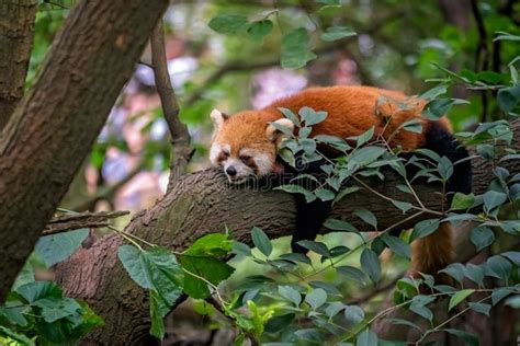 Panda Rosso su un albero