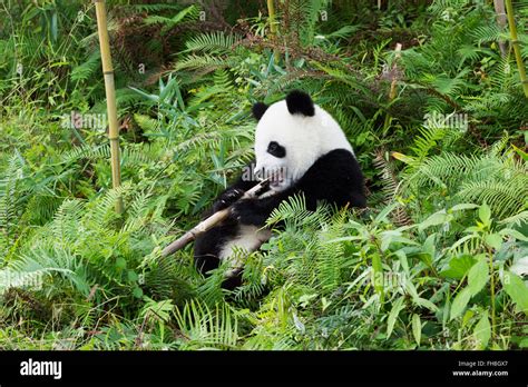 Centro di ricerca per panda