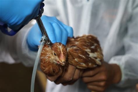 Diagramma sull'influenza ormonale nell'accoppiamento aviario