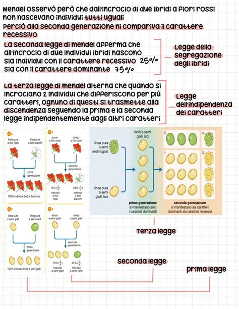 Schema genetico semplificato dell'ereditarietà dei tratti negli ibridi