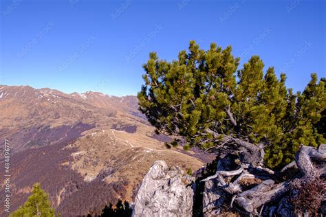 Alberi di pino mugo in montagna