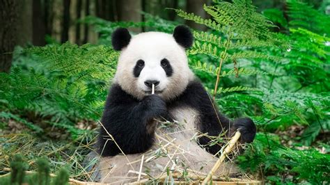 Panda gigante in un bosco di bambù