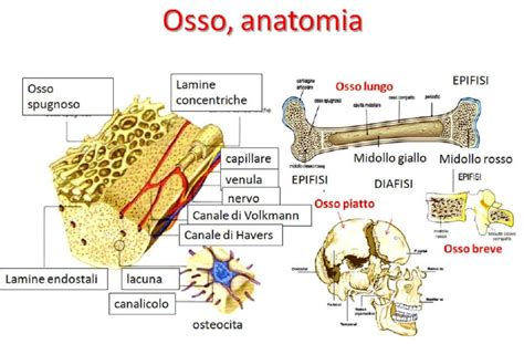 Diagramma della struttura scheletrica del panda con il 