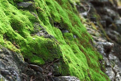 Foresta con muschio su rocce