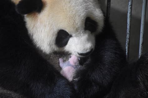 Panda gigante in un centro di riproduzione in cattività