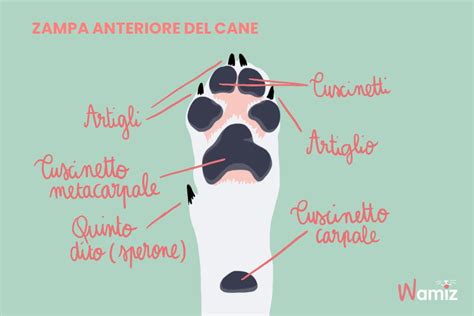 diagramma anatomico della zampa anteriore del panda che mostra il falso pollice