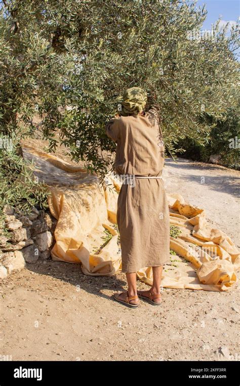 agricoltore che raccoglie olive