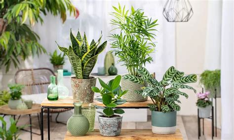 Piante da appartamento e arredo