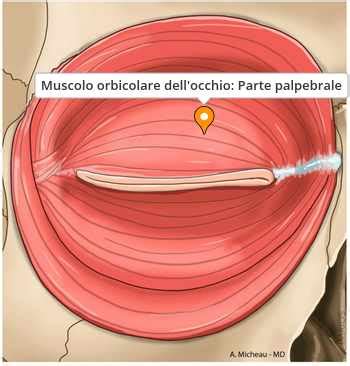 illustrazione schematica dell'occhio umano con evidenziazione del muscolo orbicolare
