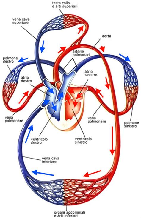 Diagramma della circolazione sanguigna nei muscoli