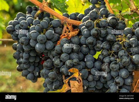 Bottiglia di Montepulciano d'Abruzzo con sfondo di vigneti
