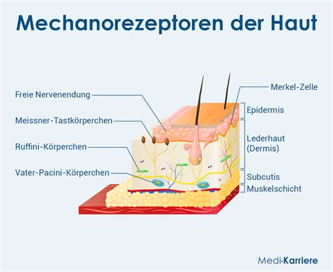 Schema dell'effetto Meissner