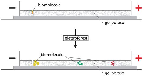diagramma esplicativo del passaggio di molecole attraverso i micropori temporanei