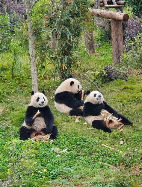 Panda gigante in habitat naturale