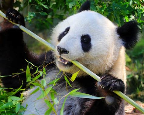 Panda che mangia bambù