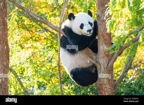 Panda che si arrampica su un albero
