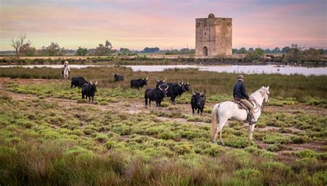 paesaggio suggestivo della Camargue con fenicotteri e natura incontaminata