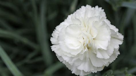 Corolla dialipetala di un garofano