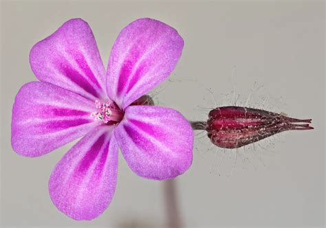 Corolla actinomorfa di una rosa