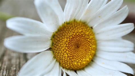 Capolino di una margherita con fiori ligulati e tubulosi