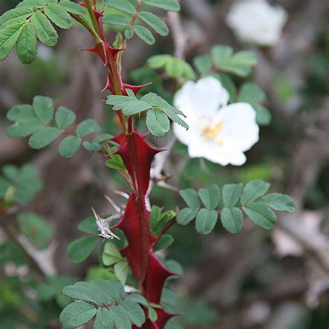 Rosa Sericea Pteracantha con corolla a quattro petali e spine alate