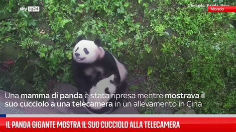 Panda gigante e il suo cucciolo