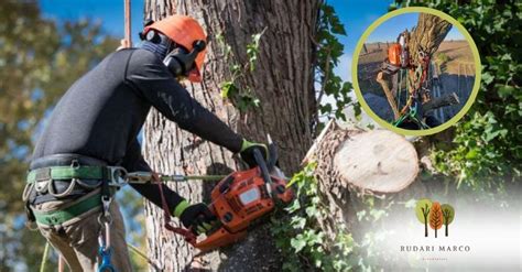 Arboricoltore in tree climbing effettua una potatura