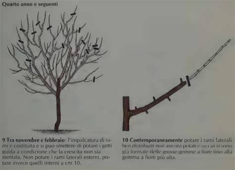 Dettaglio della potatura di un ramo da parte di un tree climber