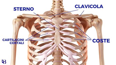 Posizione anatomica dello sterno nel torace