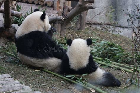 Immagine tenera di una madre panda con il suo cucciolo