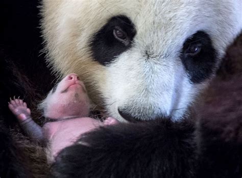 Mamma panda con il suo cucciolo