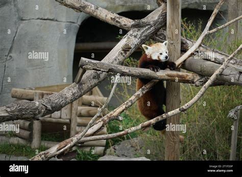 Panda in cattività in uno zoo