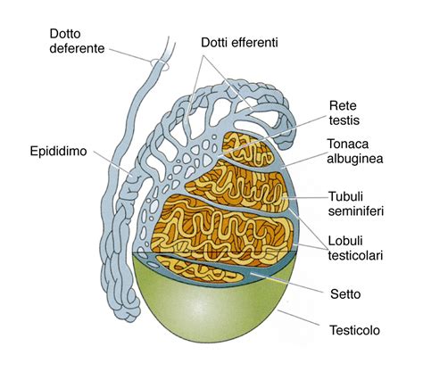 Schema anatomico del pene con evidenziate le ghiandole di Cowper e Littre