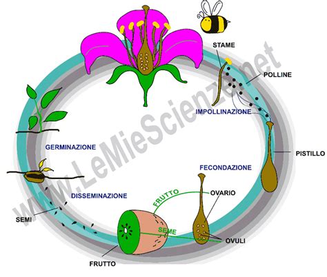 Diagramma che illustra il processo di impollinazione incrociata di una rosa