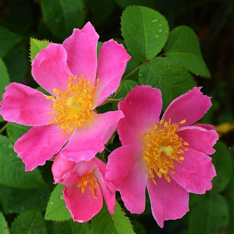 Immagine di un'antica rosa Gallica