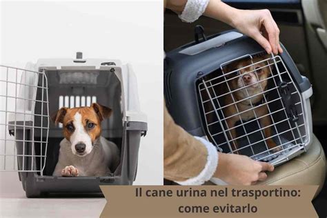 Cane che entra volontariamente nel trasportino