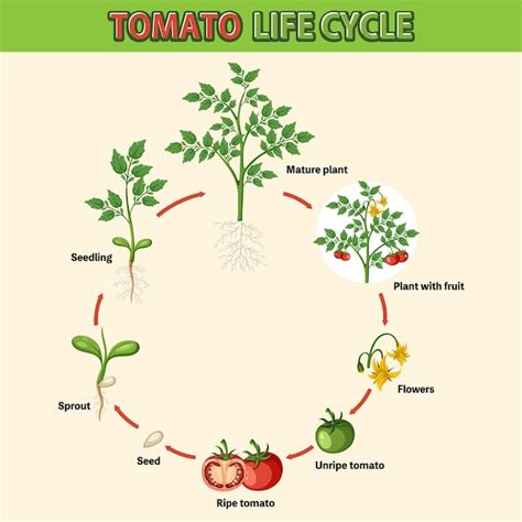 Diagramma del ciclo di vita di una pelle bovina lavorata