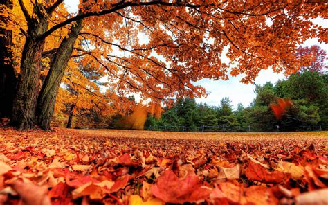 Infografica: Panoramica delle sfide e dei premi della stagione autunnale