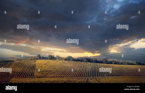 Panorama di vigneti andalusi al tramonto