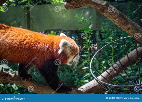 Panda rosso che si arrampica