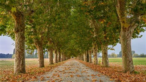 Viale alberato con un cartello stradale che indica 